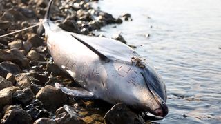 Na plaži u Zablaću pronađen uginuli dupin Na plaži u Zablaću pronađen uginuli dupin