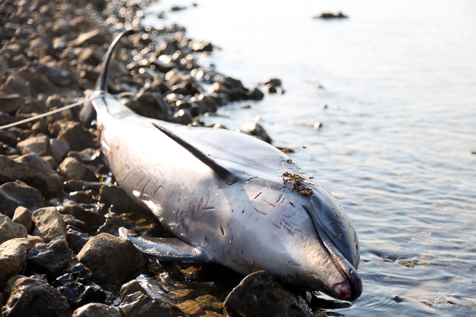 Na plaži u Zablaću pronađen uginuli dupin Na plaži u Zablaću pronađen uginuli dupin