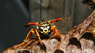 Bibinjski sinac, Foto: Leo Banic Bibinjski sinac, Foto: Leo Banic