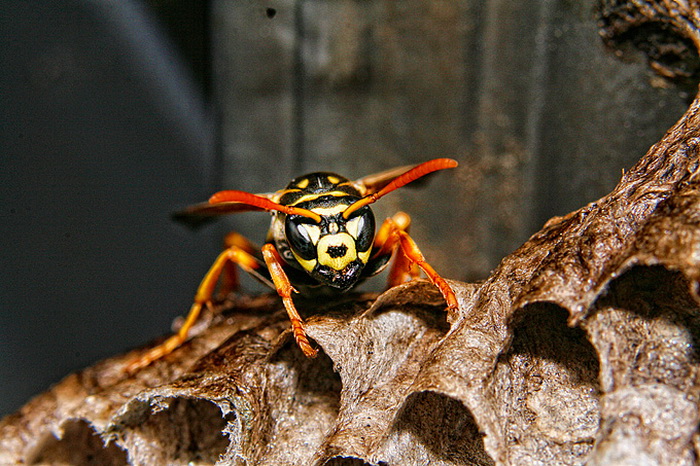 Bibinjski sinac, Foto: Leo Banic Bibinjski sinac, Foto: Leo Banic