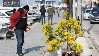 Đir po gradu, srijeda 14. veljače 2018. Mimoze