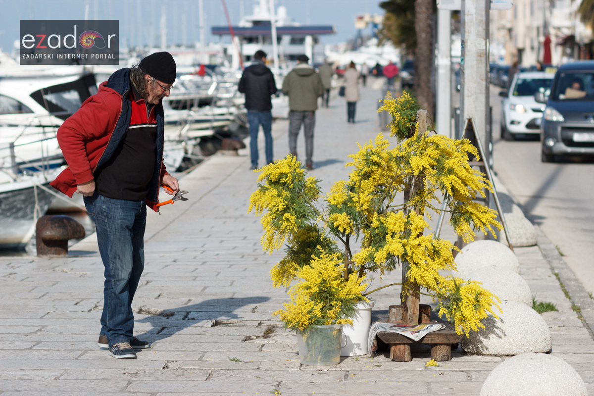 Đir po gradu, srijeda 14. veljače 2018. Mimoze
