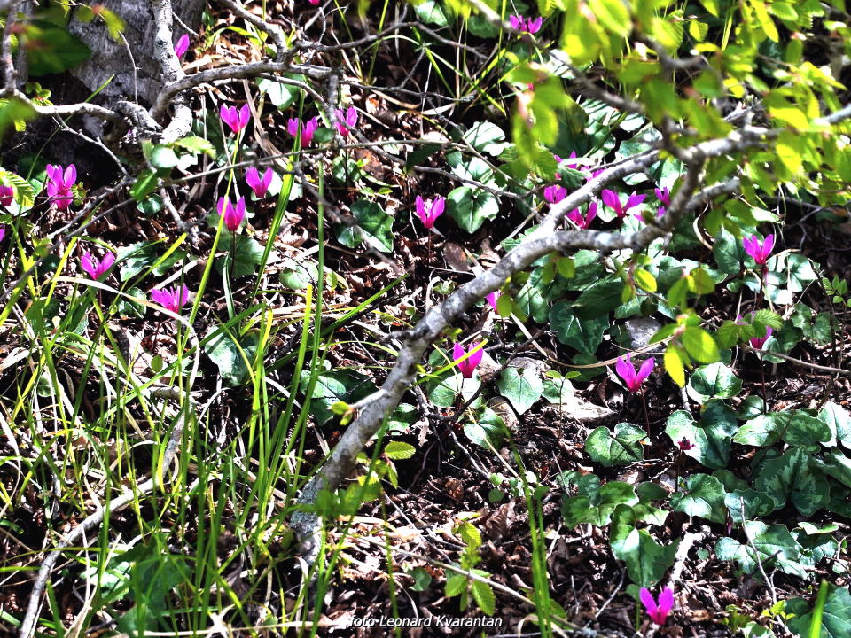 Pješačka staza Obrovac – Jankovića buk