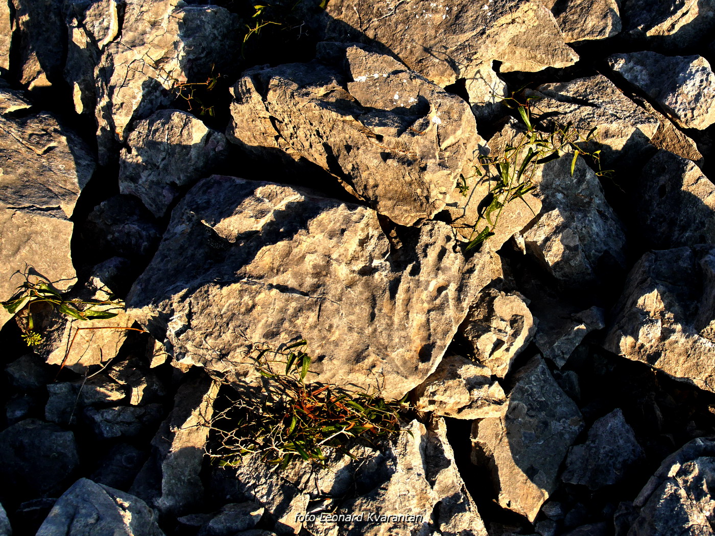 Iške crtice u objektivu Leonarda Kvarantana