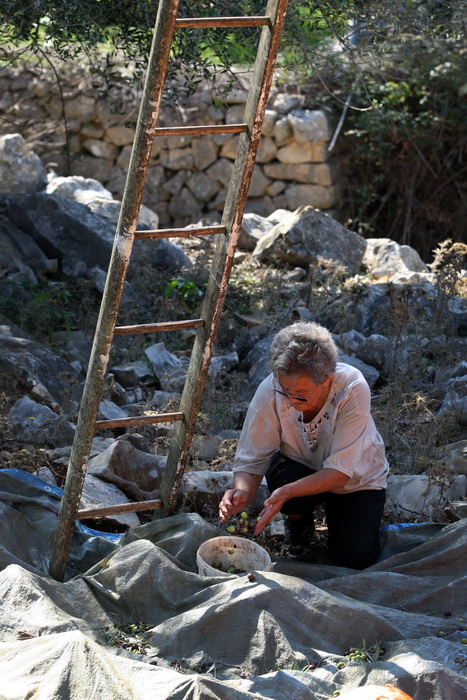 Pag, Lun, 221012.
Berba maslina u lunskom masliniku koji se nalazi kod mjesta Lun na otoku Pagu. Omedjen je suhozidima, prostire se na 400 hektara i sadrzi oko 80.000 stabala maslina. Najveci je maslinik u Hrvatskoj. U Lunskom masliniku rastu brojne jedin Pag, Lun, 221012.
Berba maslina u lunskom masliniku koji se nalazi kod mjesta Lun na otoku Pagu. Omedjen je suhozidima, prostire se na 400 hektara i sadrzi oko 80.000 stabala maslina. Najveci je maslinik u Hrvatskoj. U Lunskom masliniku rastu brojne jedin