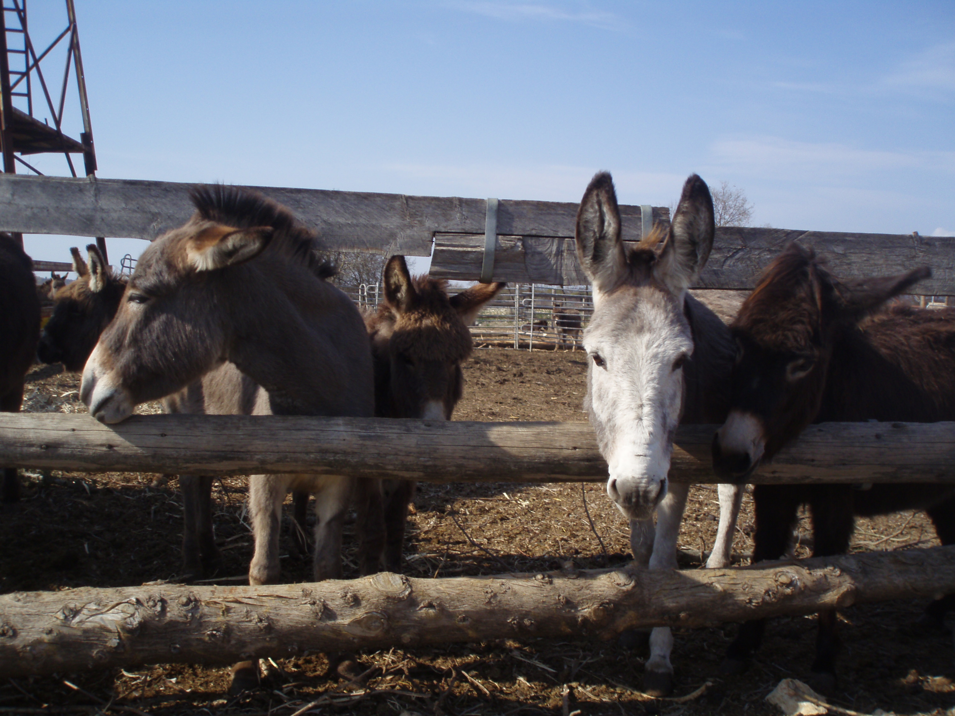 OLYMPUS DIGITAL CAMERA OLYMPUS DIGITAL CAMERA