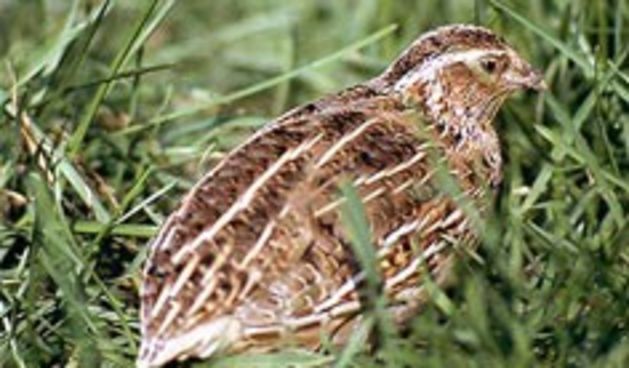 Prepelica (Foto: freewebs.com)