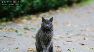 Đir po gradu, ponedjeljak 23. listopada 2017.