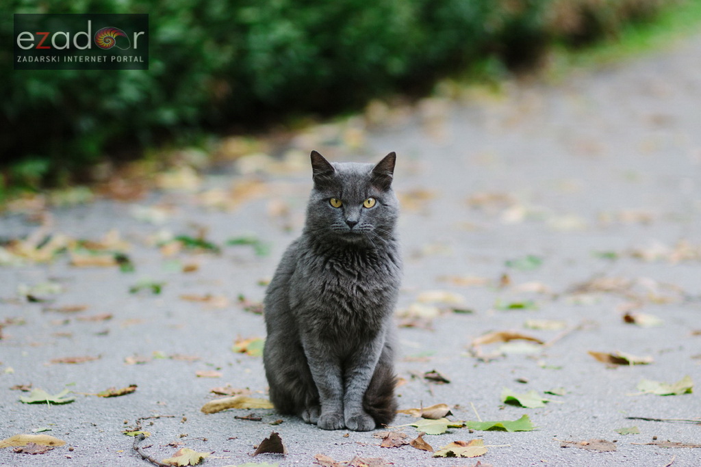 Đir po gradu, ponedjeljak 23. listopada 2017.