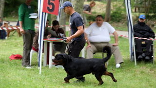 Zadar, 020513.  
Kamp na zadarskom predjelu Borik. 13. po redu medjunarodna izlozba pasa CACIB Zadar dog show 2013. 
Foto: Jure Miskovic / CROPIX