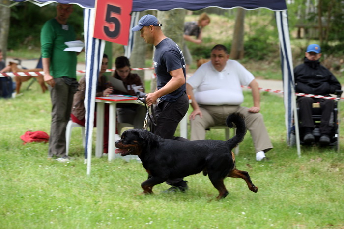 Zadar, 020513.  
Kamp na zadarskom predjelu Borik. 13. po redu medjunarodna izlozba pasa CACIB Zadar dog show 2013. 
Foto: Jure Miskovic / CROPIX