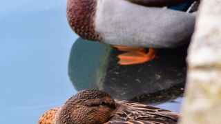 Đir 17. prosinca – uvala Maestral, Foto: Iva Perinčić