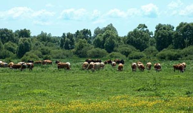 Lonjsko polje (Foto: turizam-kutina.hr)