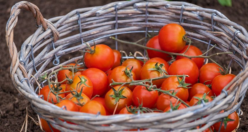 Rajčica, hrana Rajčica, hrana