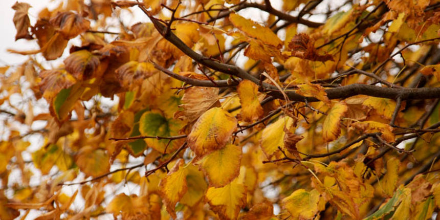 Jesen – priroda Jesen – priroda