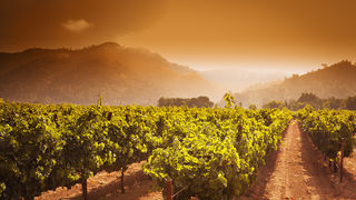 Putevima vinove loze: Top destinacije za ljubitelje vina