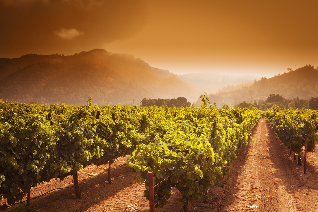 Putevima vinove loze: Top destinacije za ljubitelje vina