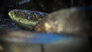 Stanari zagrebačkog Zoološkog vrta u zimskom razdoblju