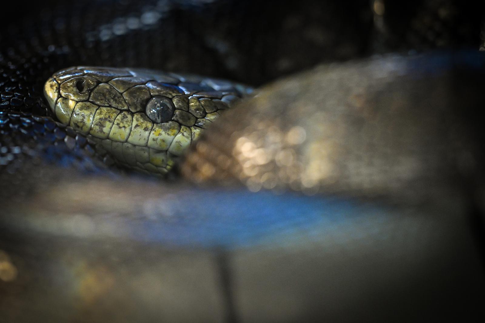Stanari zagrebačkog Zoološkog vrta u zimskom razdoblju