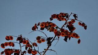 Iške crtice u objektivu Leonarda Kvarantana