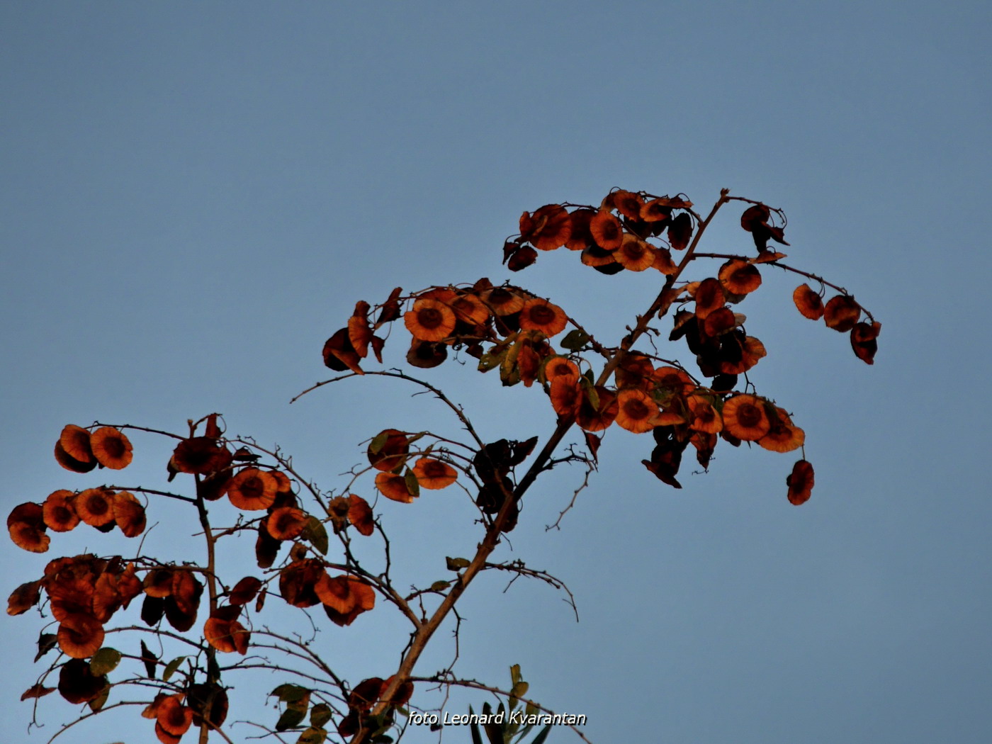 Iške crtice u objektivu Leonarda Kvarantana