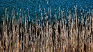Pješačka staza Obrovac – Jankovića buk