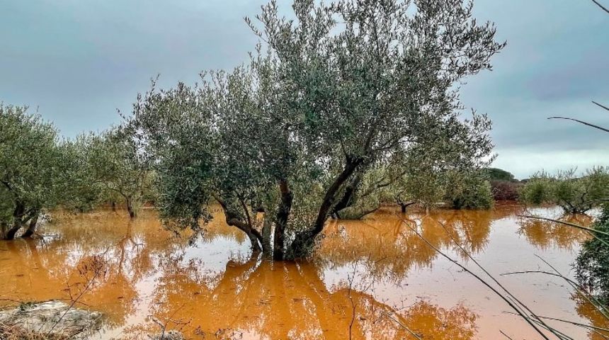 Poplava Preko popljavljen maslinik