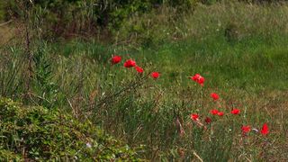 Nedjeljnja šetnja od Dikla do Pinije, Foto: Mladen Radolović Mrlja Nedjeljnja šetnja od Dikla do Pinije, Foto: Mladen Radolović Mrlja
