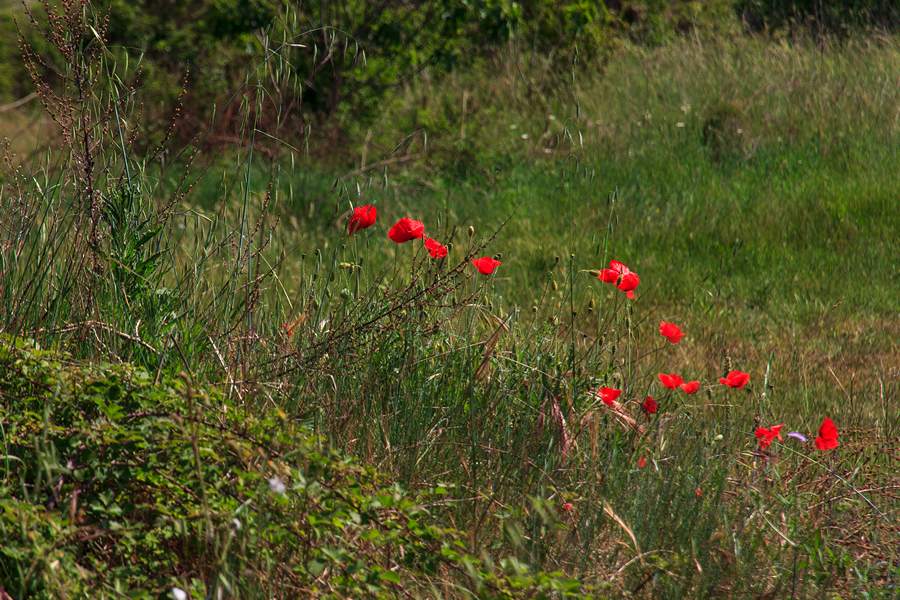 Nedjeljnja šetnja od Dikla do Pinije, Foto: Mladen Radolović Mrlja Nedjeljnja šetnja od Dikla do Pinije, Foto: Mladen Radolović Mrlja