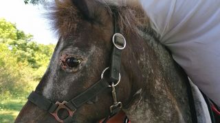 Libretići na snimanju spota u Ponylandu Libretići na snimanju spota u Ponylandu