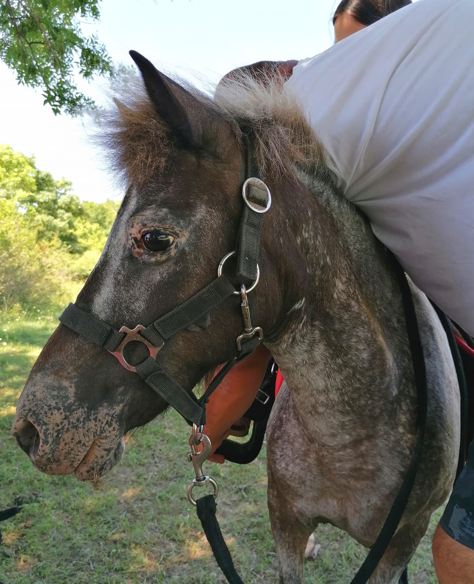 Libretići na snimanju spota u Ponylandu Libretići na snimanju spota u Ponylandu