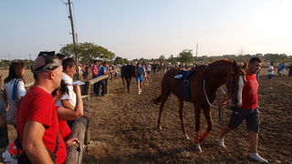 Polaca, utrke konja Oluja 95 Polaca, utrke konja Oluja 95