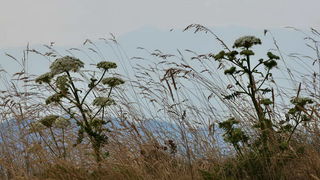 Đir do Kremena, foto: L. Kvarantan