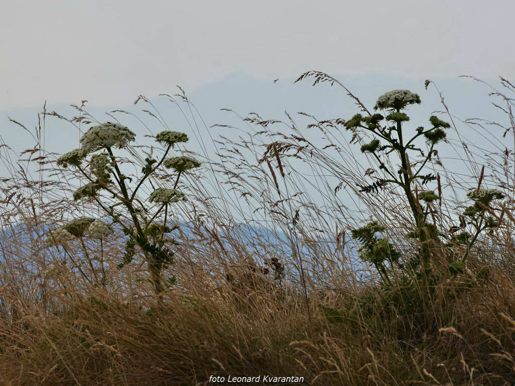 Đir do Kremena, foto: L. Kvarantan