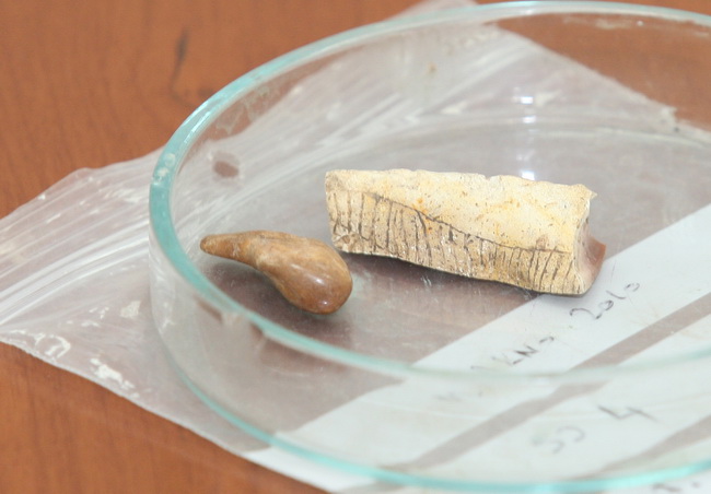 Zadar, 230610.
Na arheoloskom nalazistu u pecini Vlakno na Dugom otoku izmedju ostalih nakitnih predmeta pronadjen je i predmet ukrasen nizom kratkih paralelnih i dva vodoravna ureza za koje se sumnja da su umjetno izradjeni. Star oko 15 000 godina moze Zadar, 230610.
Na arheoloskom nalazistu u pecini Vlakno na Dugom otoku izmedju ostalih nakitnih predmeta pronadjen je i predmet ukrasen nizom kratkih paralelnih i dva vodoravna ureza za koje se sumnja da su umjetno izradjeni. Star oko 15 000 godina moze