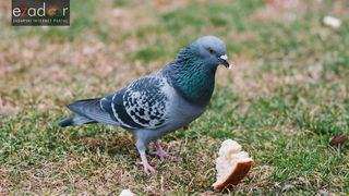 Đir po gradu, četvrtak 27. prosinca 2017. Đir po gradu, četvrtak 27. prosinca 2017.
