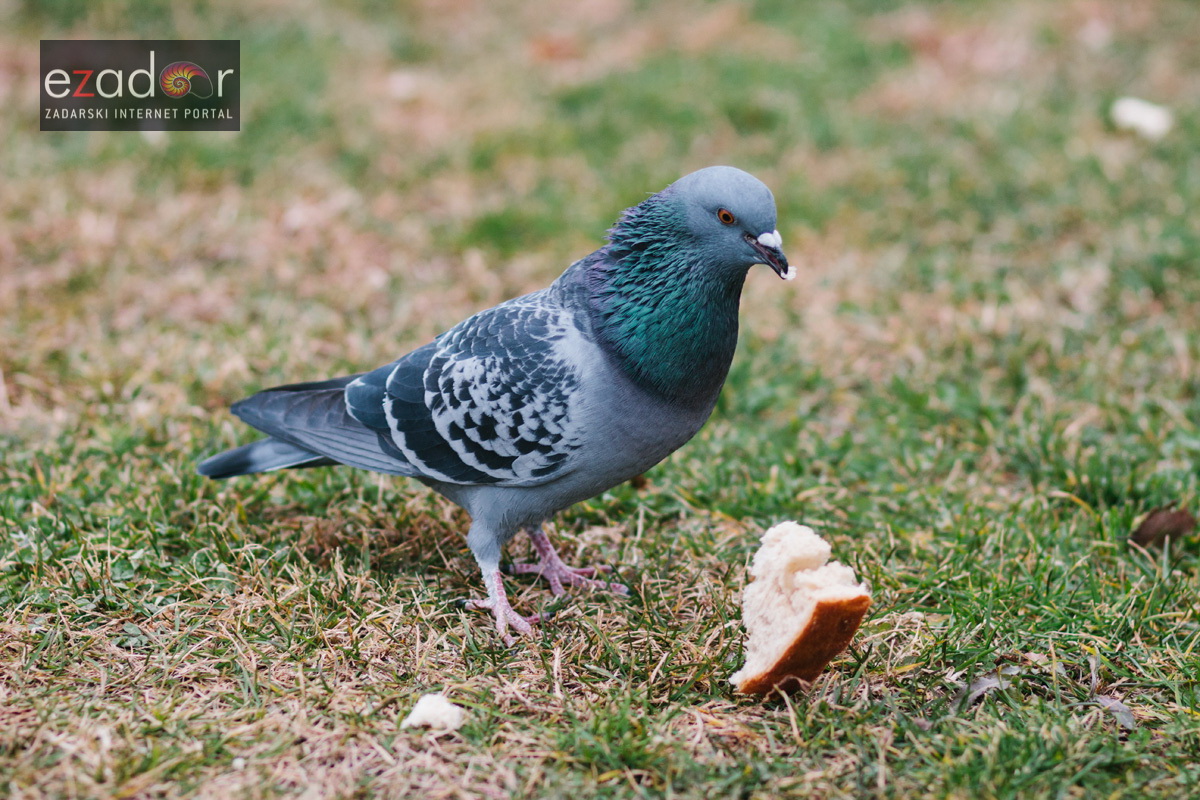 Đir po gradu, četvrtak 27. prosinca 2017. Đir po gradu, četvrtak 27. prosinca 2017.