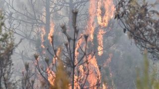 Veliki požar kod Ražanca uz vatrogasce gasili kanader i air tractor