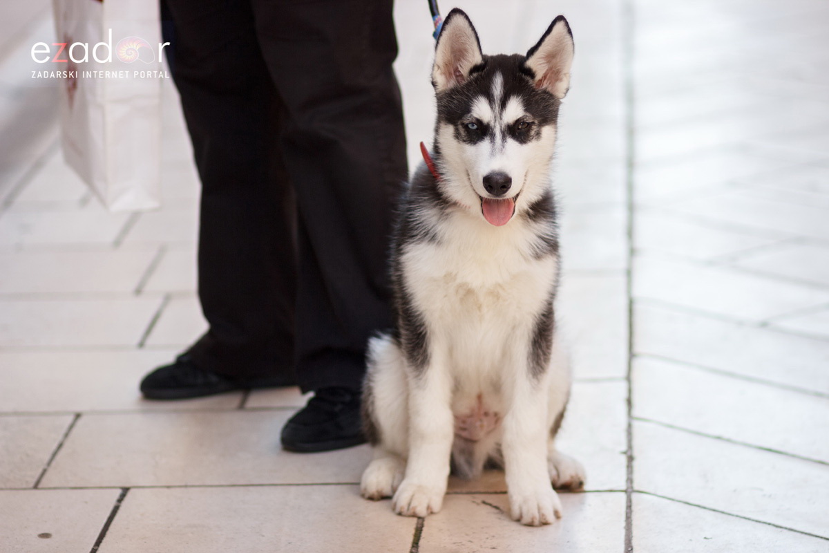 Đir po gradu, petak 22. prosinca 2017. Đir po gradu, petak 22. prosinca 2017.