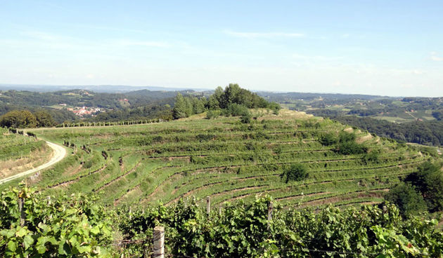 Vinska cesta Međimurje, zeleno polje, priroda