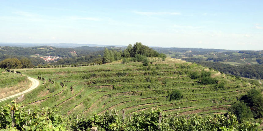 Vinska cesta Međimurje, zeleno polje, priroda Vinska cesta Međimurje, zeleno polje, priroda