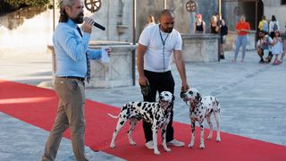 Red Carpet Dalmatian Walk @Trg pet bunara Red Carpet Dalmatian Walk @Trg pet bunara