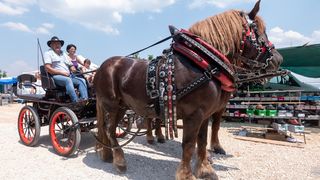 Benkovački sajam u objektivu Dina Stanina