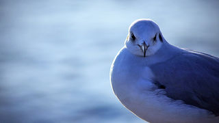Zadarski let galebova (foto:Saša Čuka)