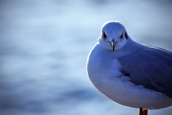 Zadarski let galebova (foto:Saša Čuka)