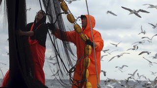 Zadar, 211009.
Brod Bruno tvrtke Dalmacija ribolov iz Zadra dva je dana lovio srdele  u akvatoriju Losinja i Dugog otoka.
Na fotografiji: ribari Dominik Benic i Alen Kosi slazu mrezu.
Foto: Vladimir Ivanov / CROPIX
