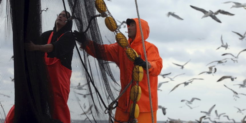 Zadar, 211009.
Brod Bruno tvrtke Dalmacija ribolov iz Zadra dva je dana lovio srdele u akvatoriju Losinja i Dugog otoka.
Na fotografiji: ribari Dominik Benic i Alen Kosi slazu mrezu.
Foto: Vladimir Ivanov / CROPIX Zadar, 211009.
Brod Bruno tvrtke Dalmacija ribolov iz Zadra dva je dana lovio srdele u akvatoriju Losinja i Dugog otoka.
Na fotografiji: ribari Dominik Benic i Alen Kosi slazu mrezu.
Foto: Vladimir Ivanov / CROPIX