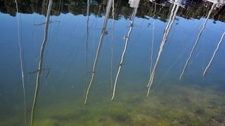 Đir po Skradinu, Foto Kristina Kajic