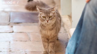 Đir po gradu, subotnja špica 29. lipnja 2019.