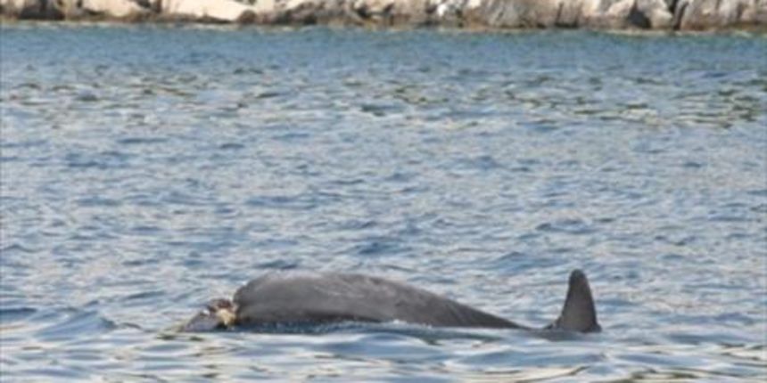 ozlijeđeni dupin (foto: Slobodna Dalmacija) ozlijeđeni dupin (foto: Slobodna Dalmacija)